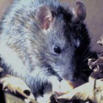 �X�Y���o�`�̎ʐ^